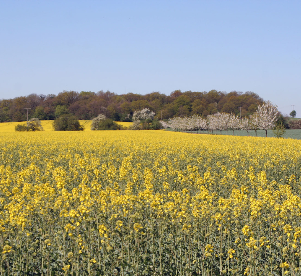Rapsfeld im Naturpark Fläming